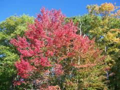 Wednesday October 03, 2007 22:13 - COUPLE DAYS AT MORRIS'S COTTAGE IN OCTOBER 041.jpg